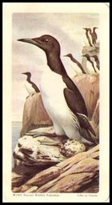 43 Common Murre